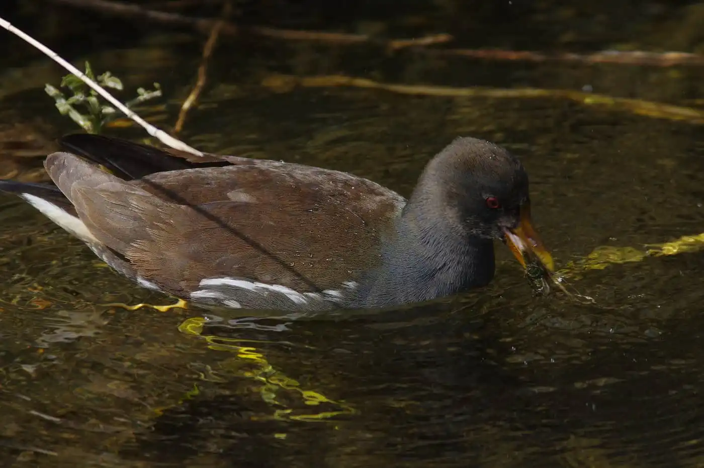 野鳥画像・冬に撮影したバンの写真