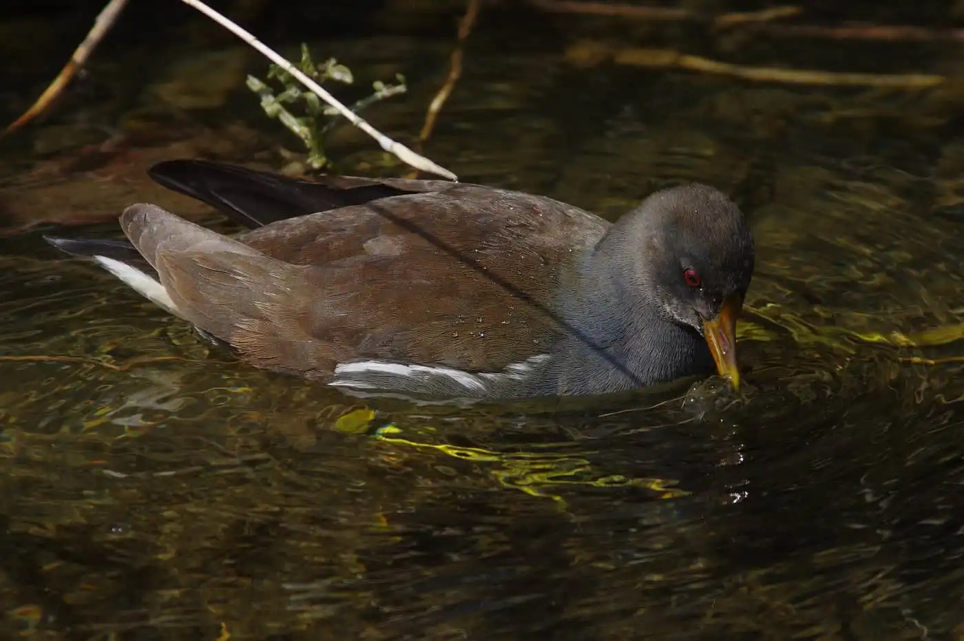 野鳥画像・冬に撮影したバンの写真