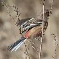 野鳥写真・ベニマシコ