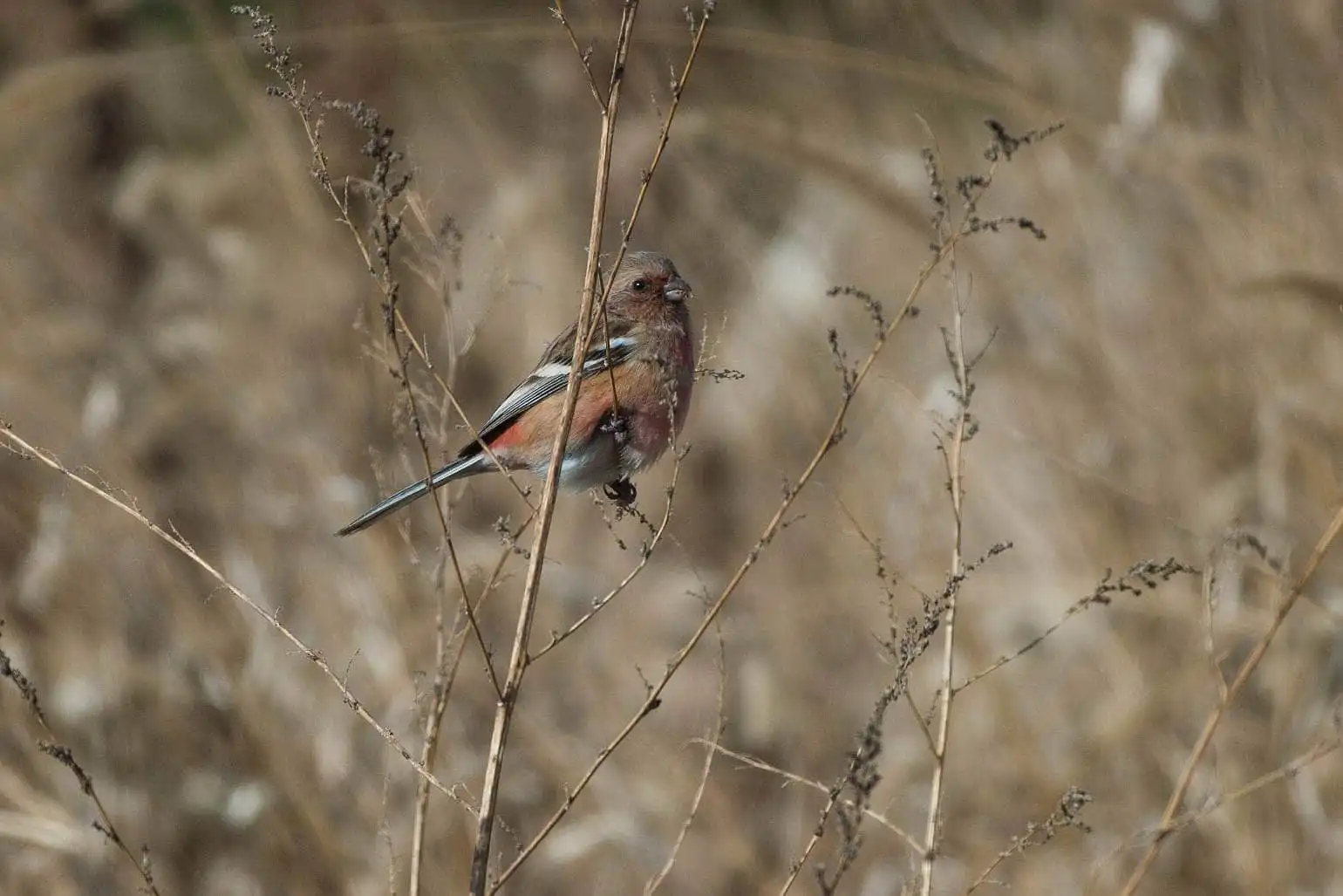 野鳥写真・ベニマシコの写真