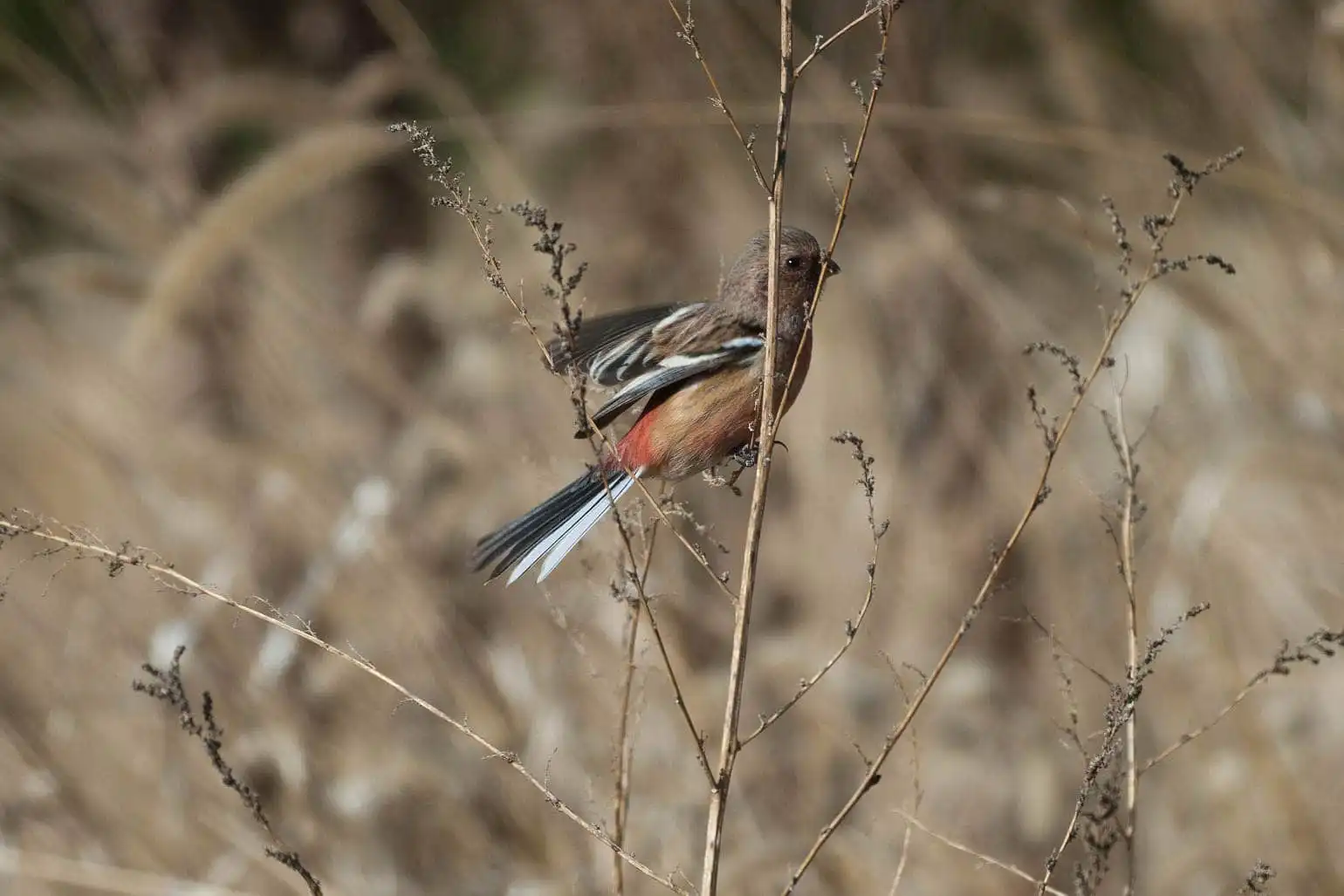 野鳥写真・ベニマシコの写真