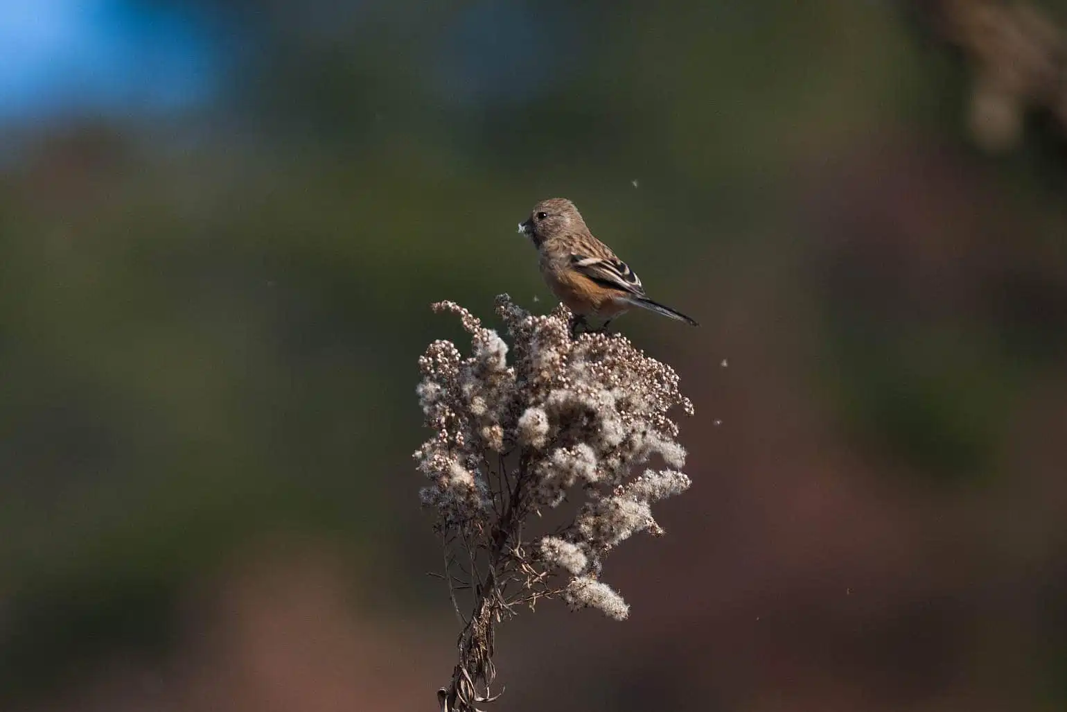 野鳥写真・ベニマシコの写真