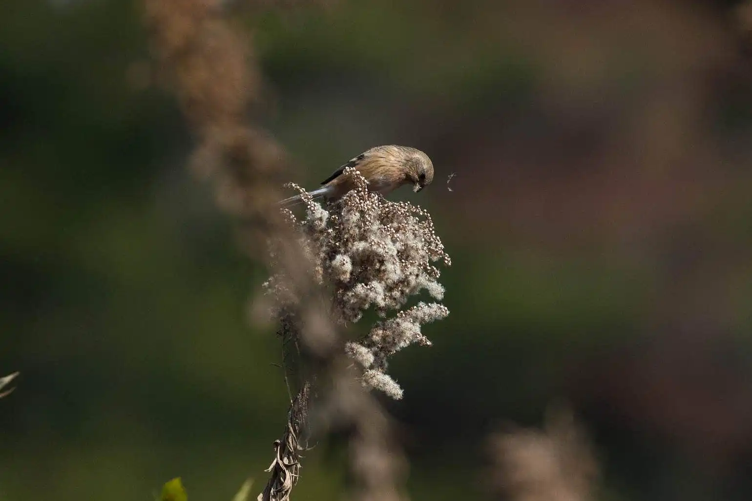 野鳥写真・ベニマシコの写真