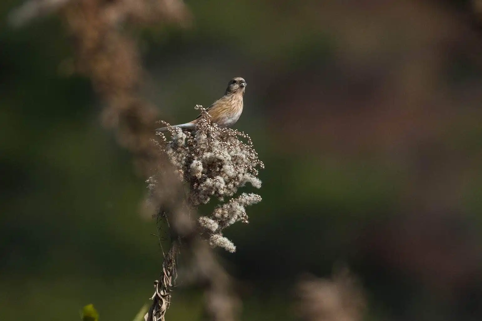 野鳥写真・ベニマシコの写真