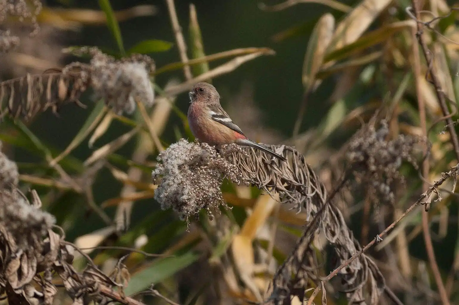 野鳥写真・ベニマシコの写真