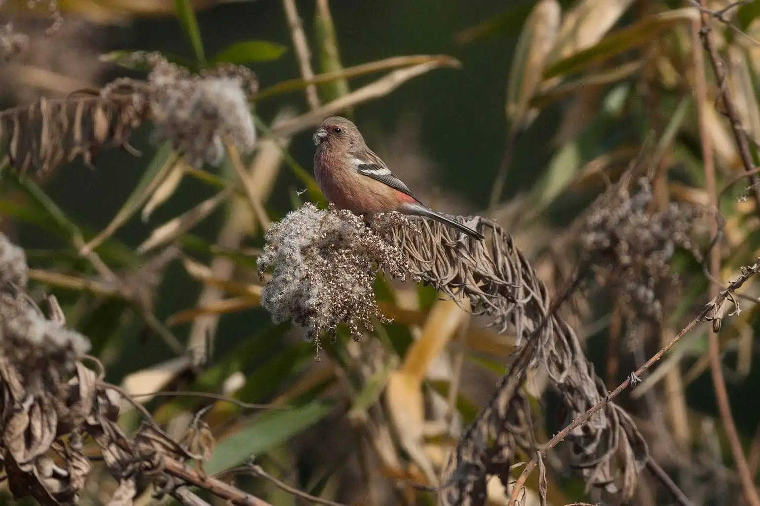 野鳥写真・ベニマシコの写真