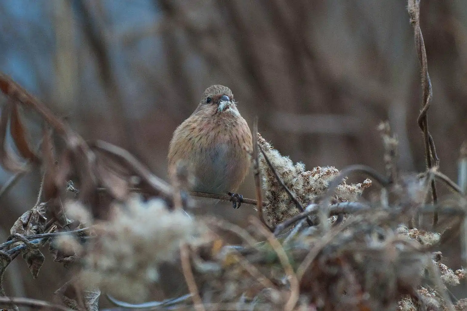 野鳥写真・ベニマシコの写真