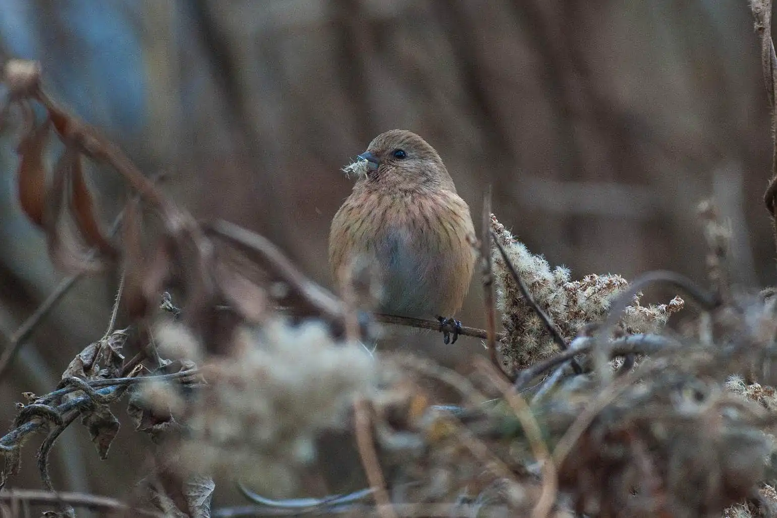 野鳥写真・ベニマシコの写真