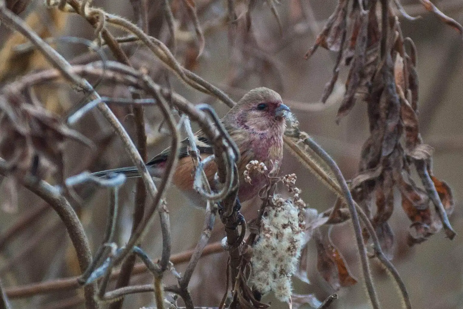 野鳥写真・ベニマシコの写真