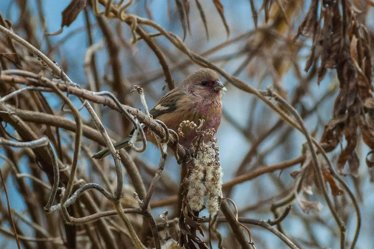 野鳥写真・ベニマシコの写真