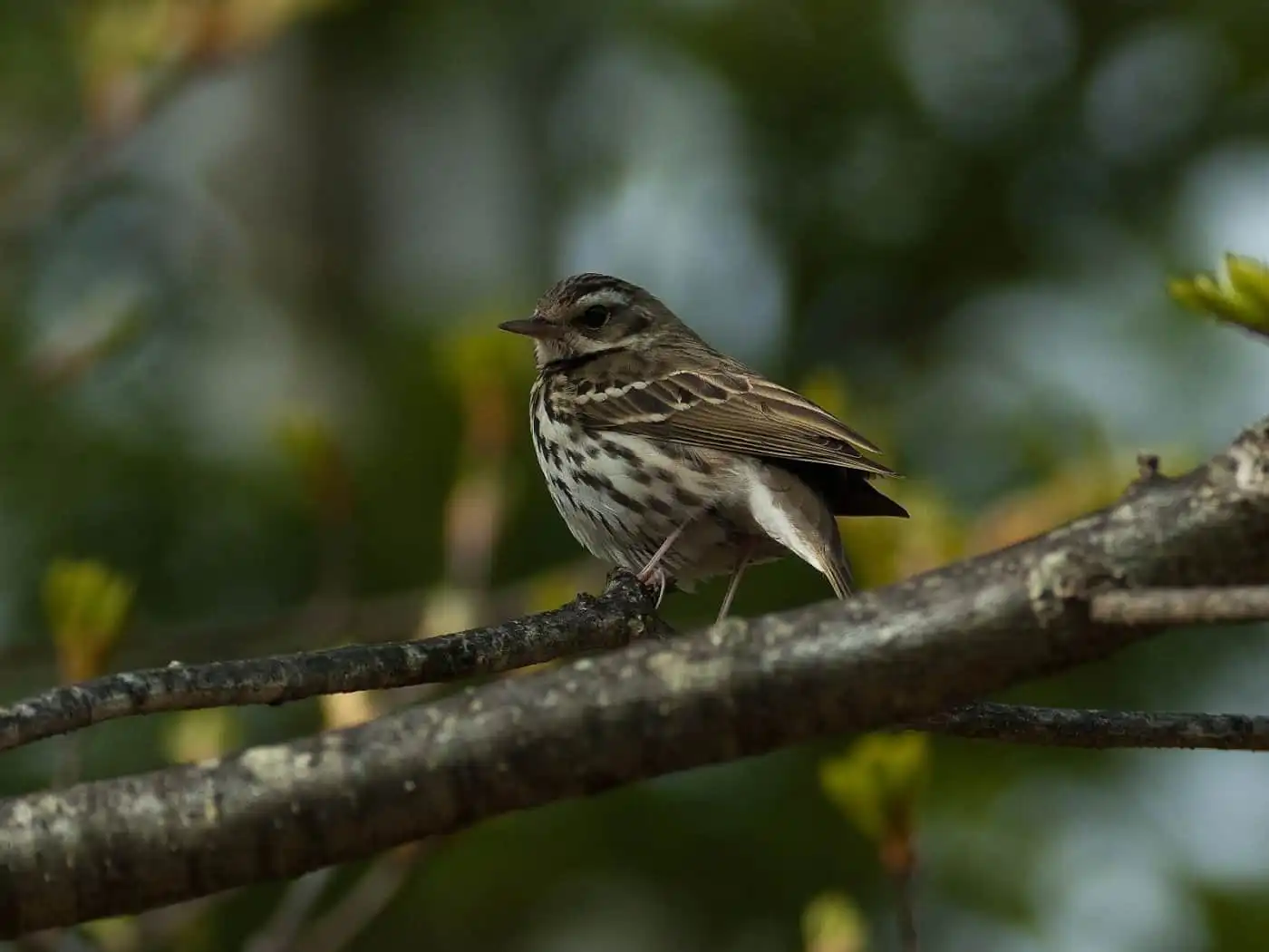 野鳥画像・乗鞍高原で撮影したビンズイの写真