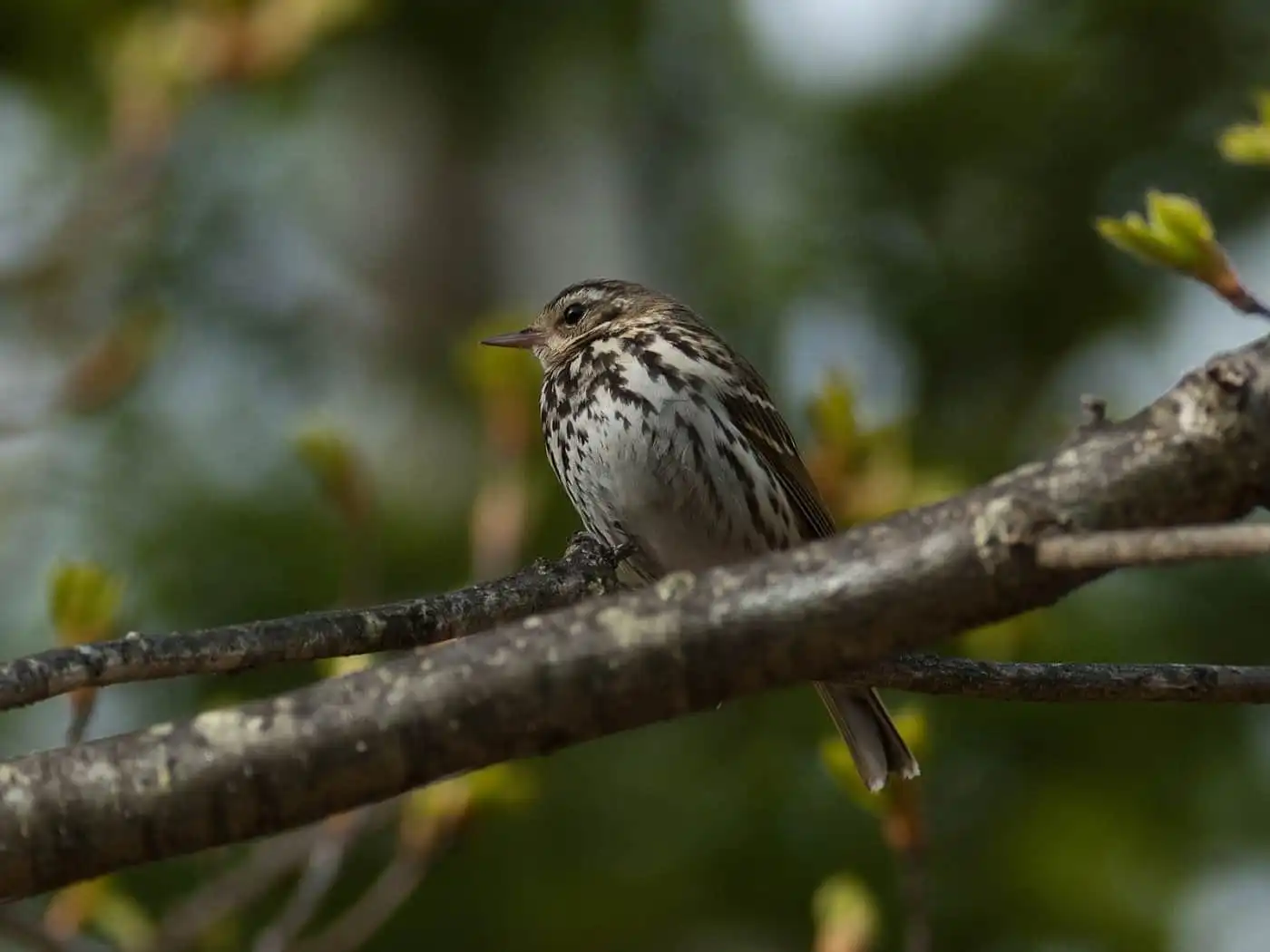 野鳥画像・乗鞍高原で撮影したビンズイの写真