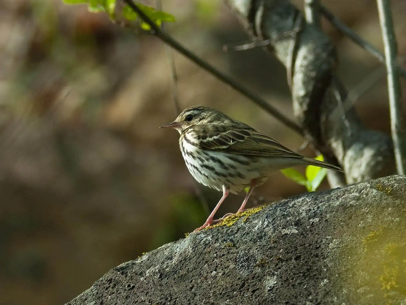 野鳥画像・乗鞍高原で撮影したビンズイの写真