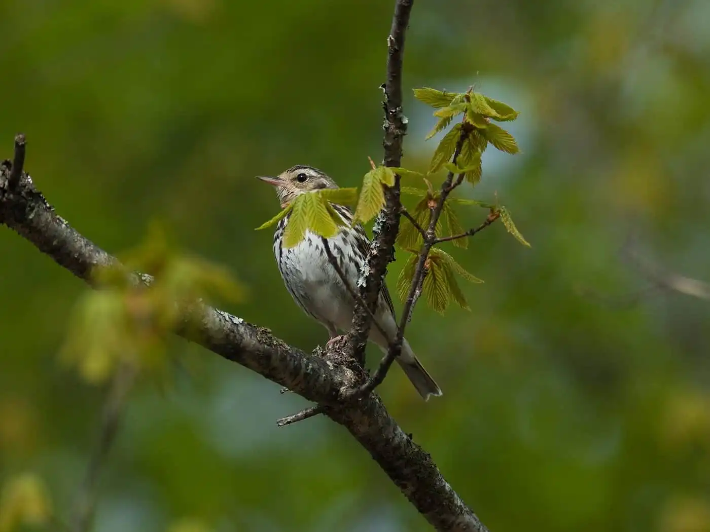野鳥画像・乗鞍高原で撮影したビンズイの写真