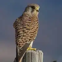 野鳥写真・チョウゲンボウ