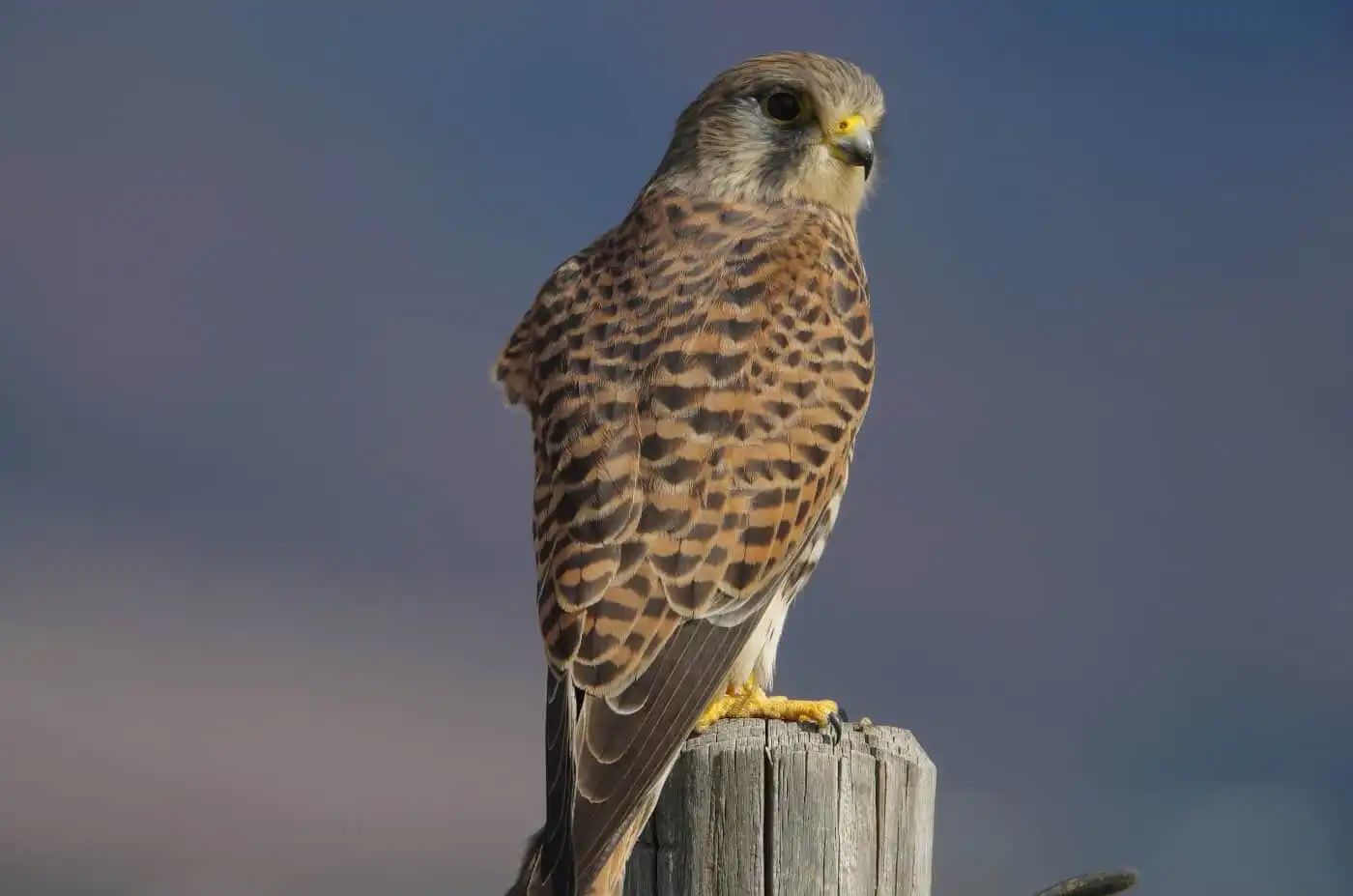 野鳥画像・チョウゲンボウの高解像ドアップ写真