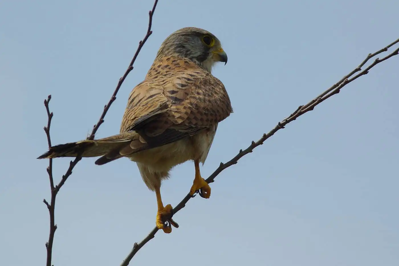 野鳥画像・チョウゲンボウの高解像ドアップ写真