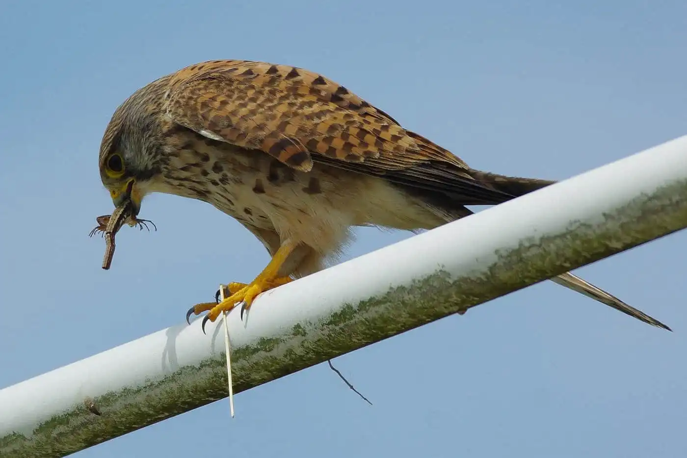 野鳥画像・トカゲを食べるチョウゲンボウの写真