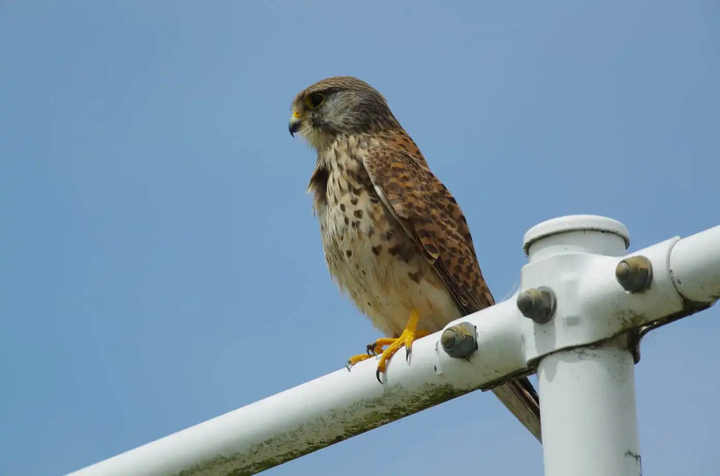 野鳥画像・チョウゲンボウの高解像ドアップ写真