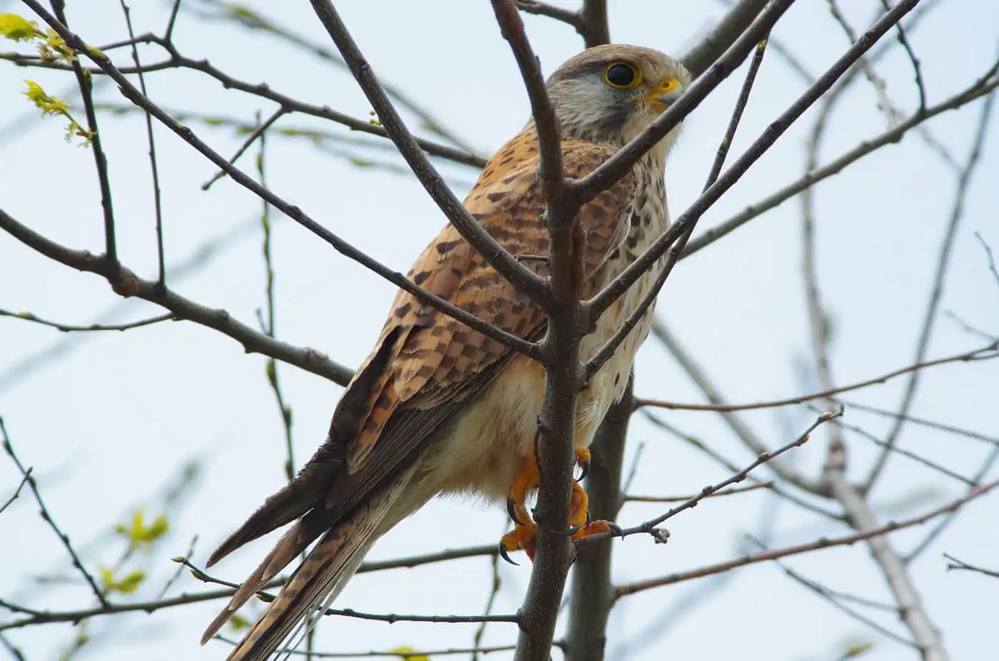 野鳥画像・チョウゲンボウの高解像ドアップ写真