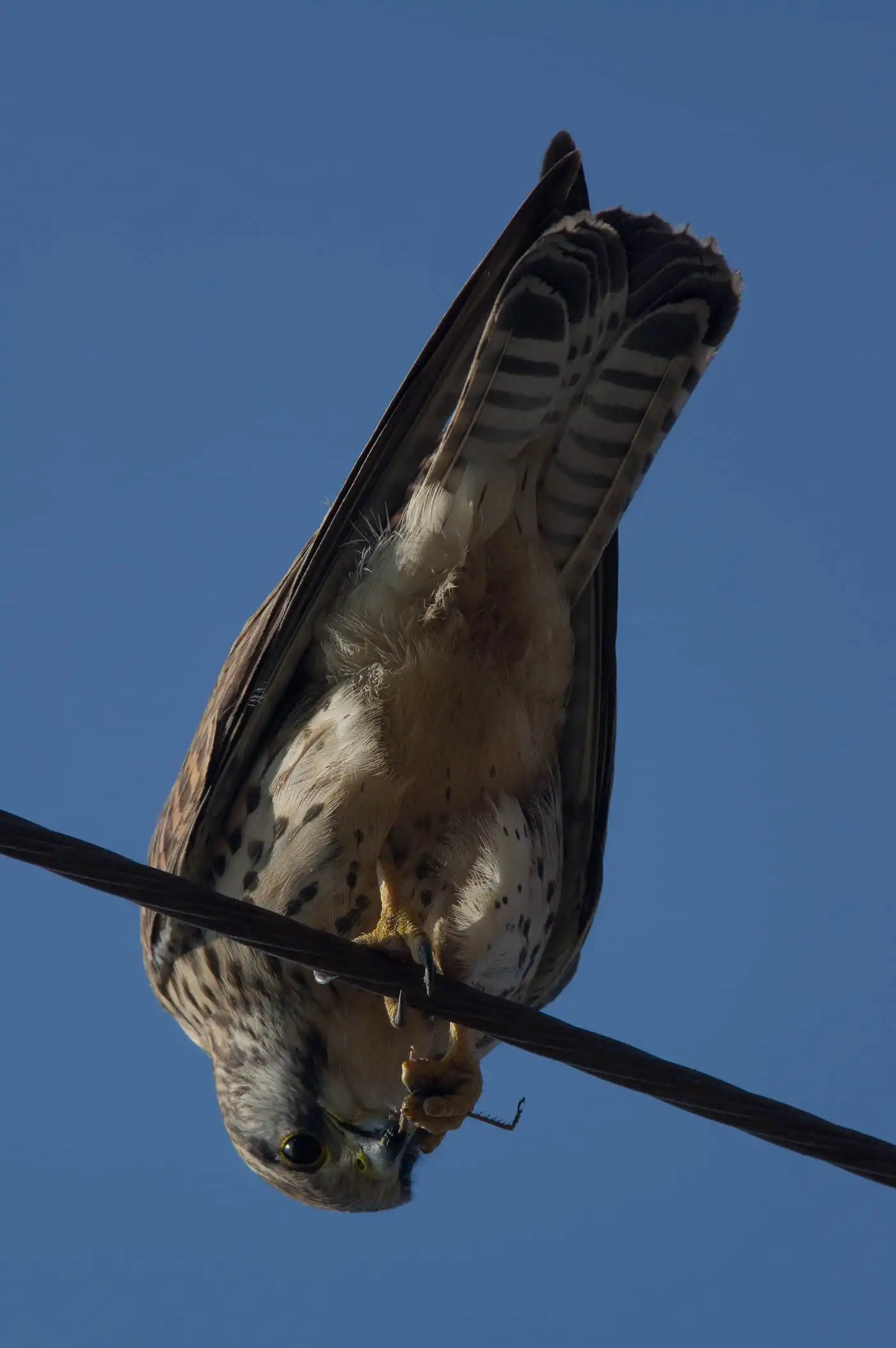 野鳥画像・電線のチョウゲンボウを真下から撮影した写真