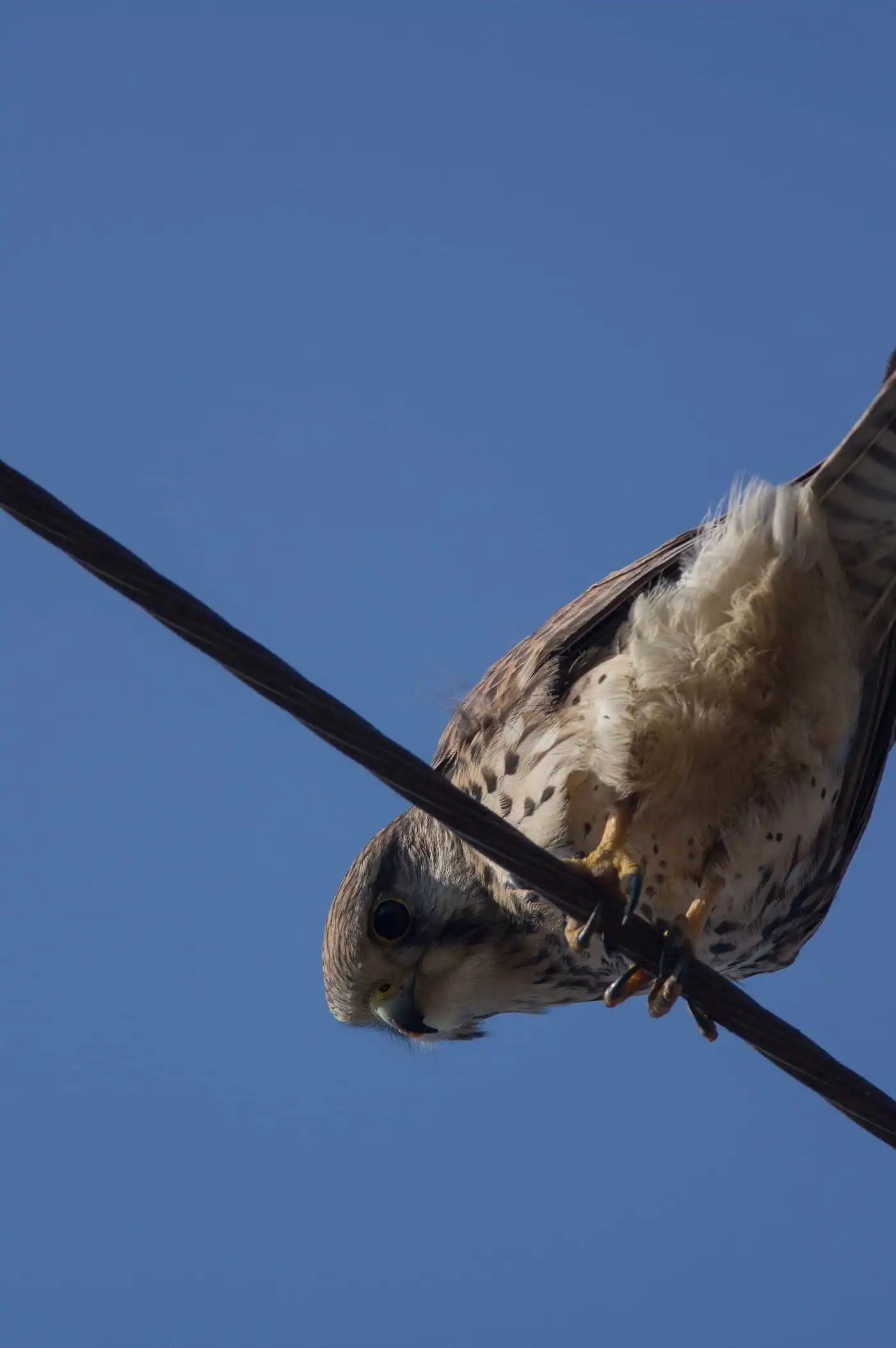野鳥画像・電線のチョウゲンボウを真下から撮影した写真