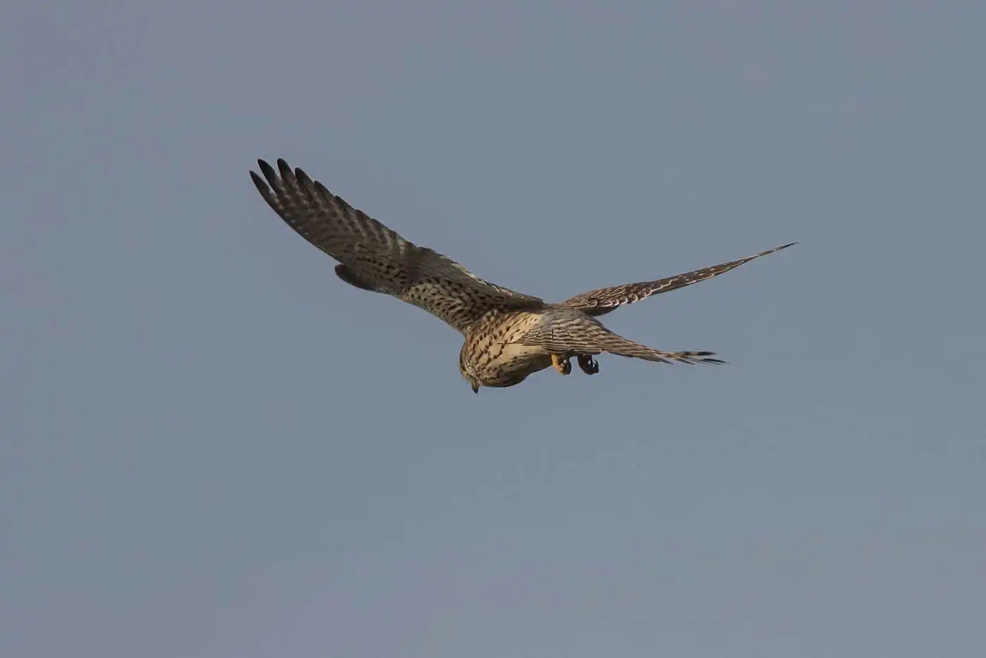 野鳥画像・チョウゲンボウの飛んでいる写真