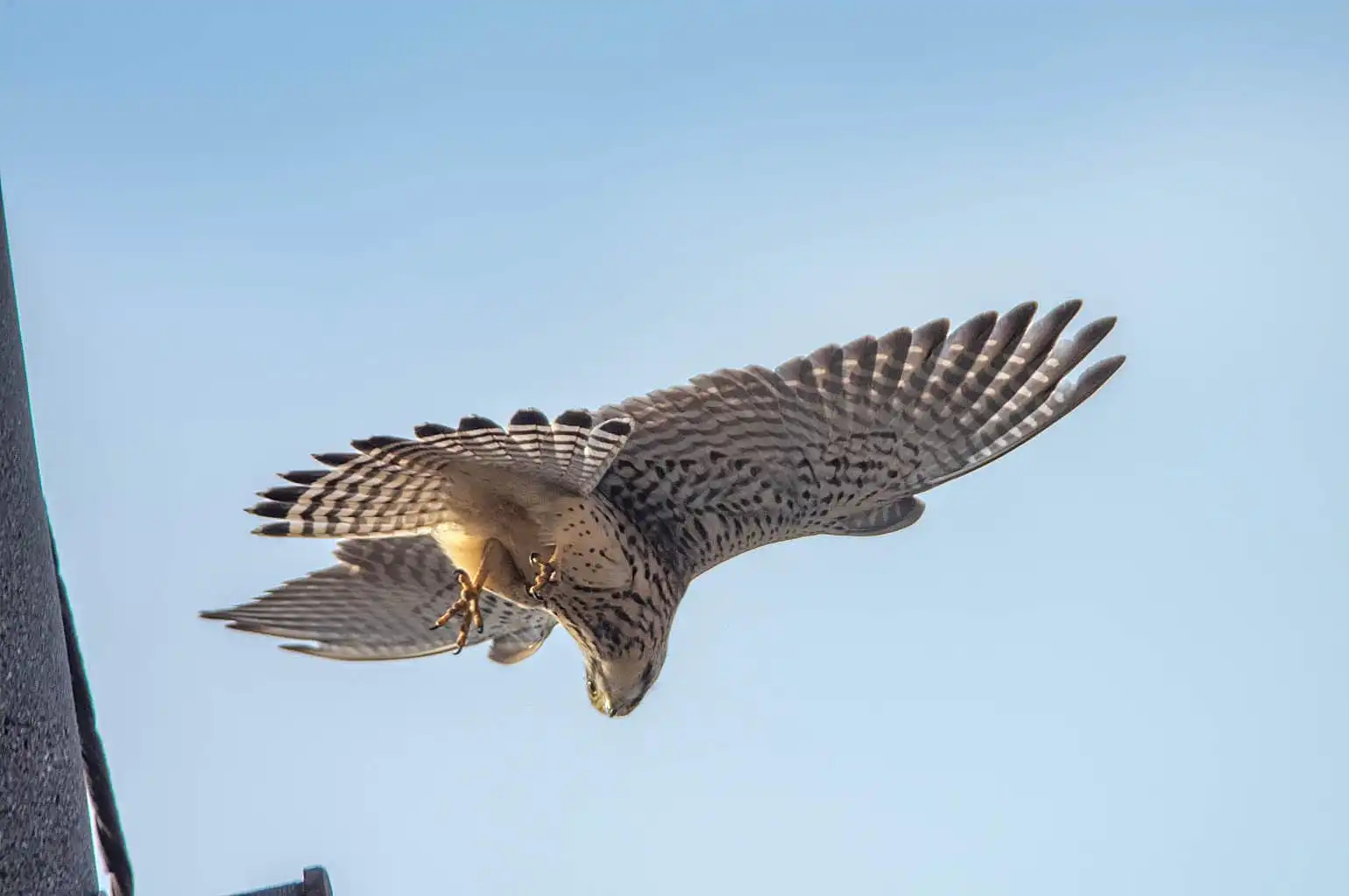 野鳥画像・チョウゲンボウの高解像ドアップ写真