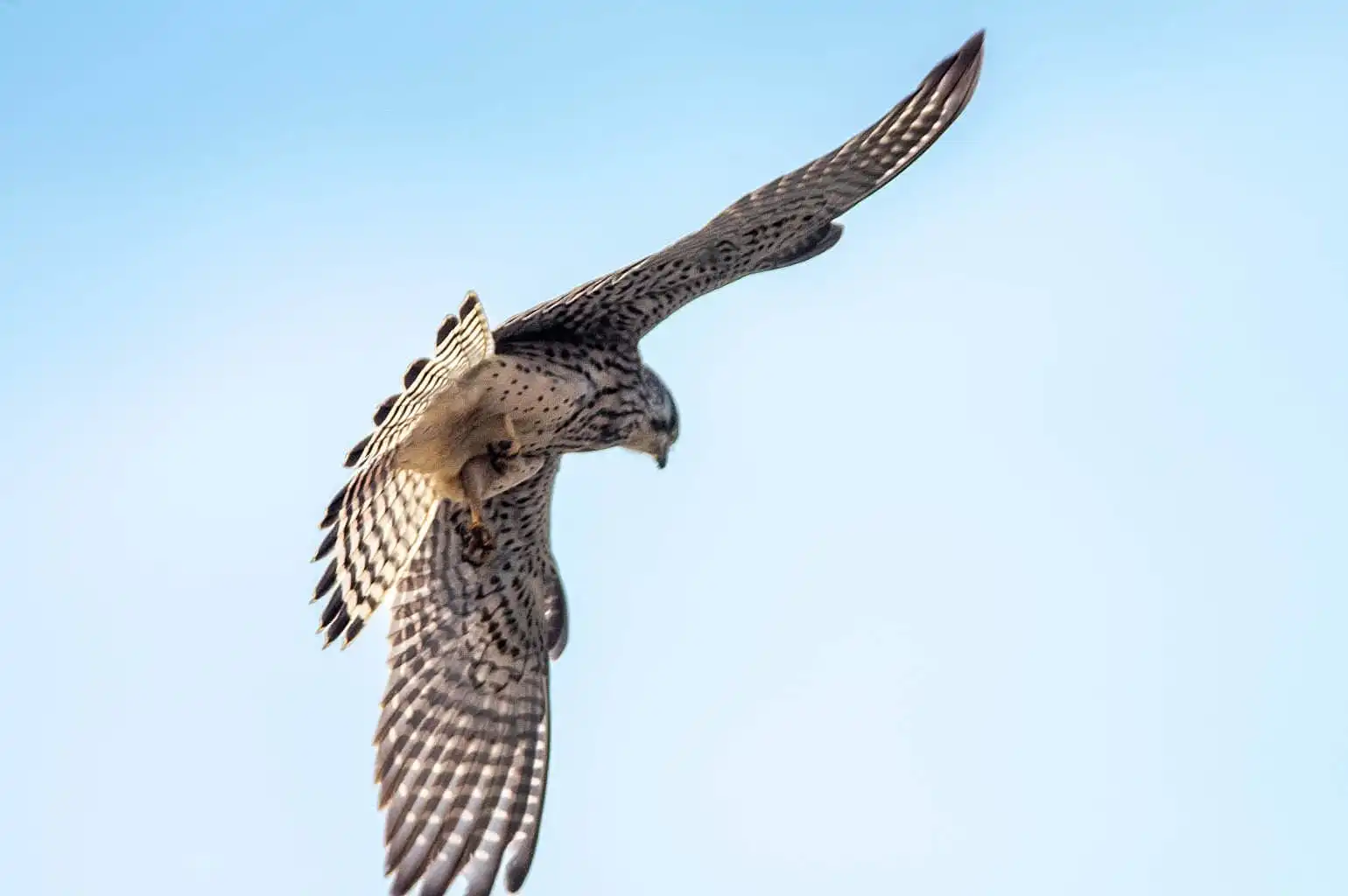 野鳥画像・チョウゲンボウの高解像ドアップ写真