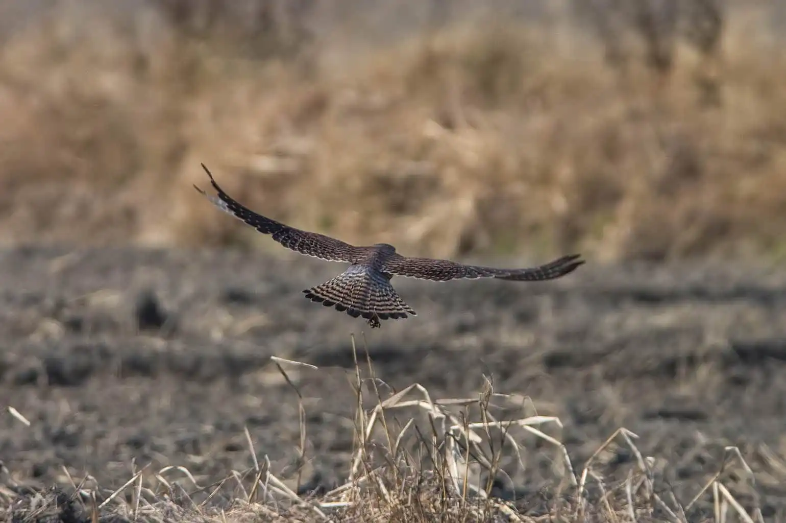 野鳥画像・チョウゲンボウの高解像ドアップ写真