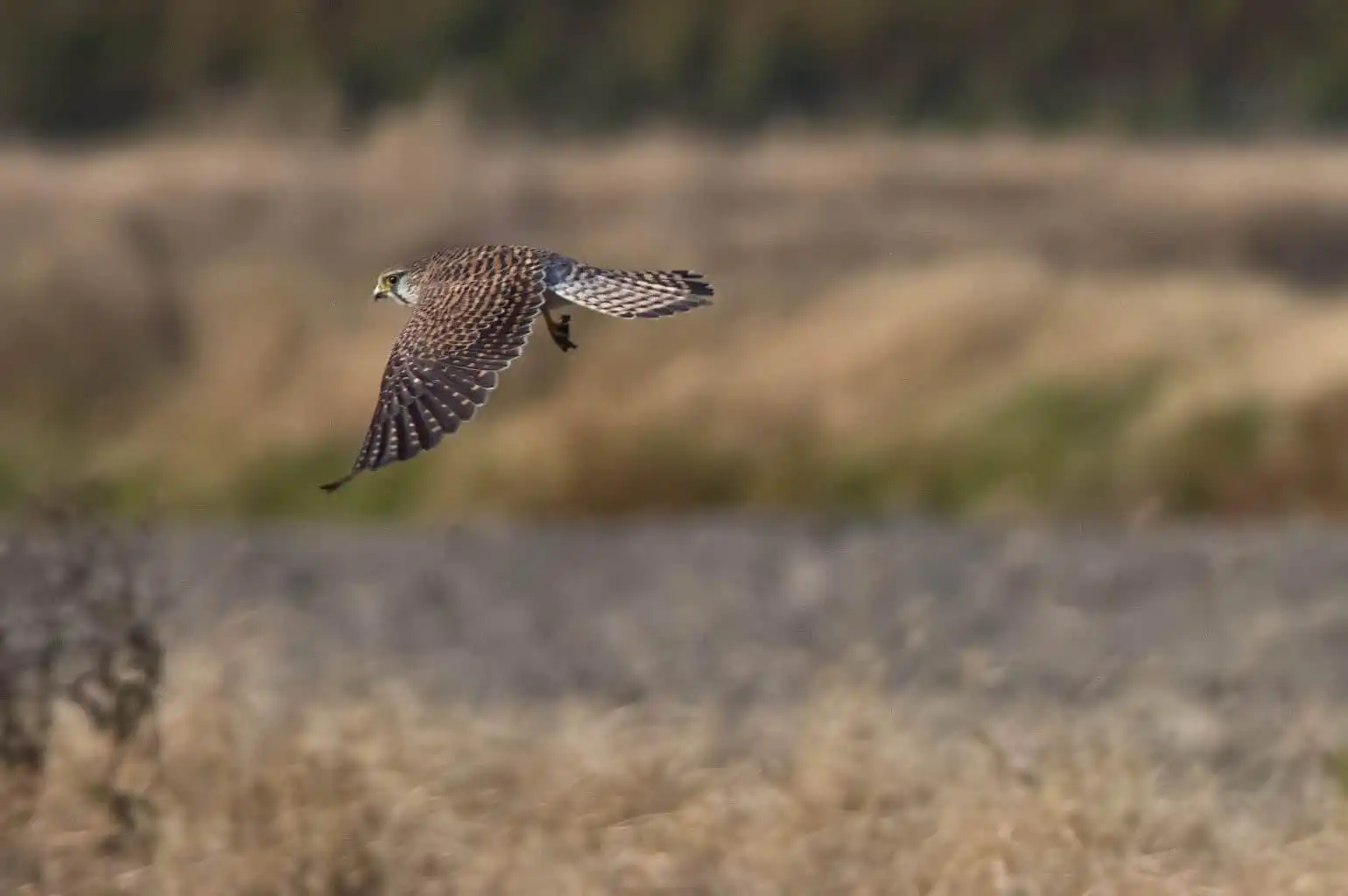 野鳥画像・チョウゲンボウの高解像ドアップ写真