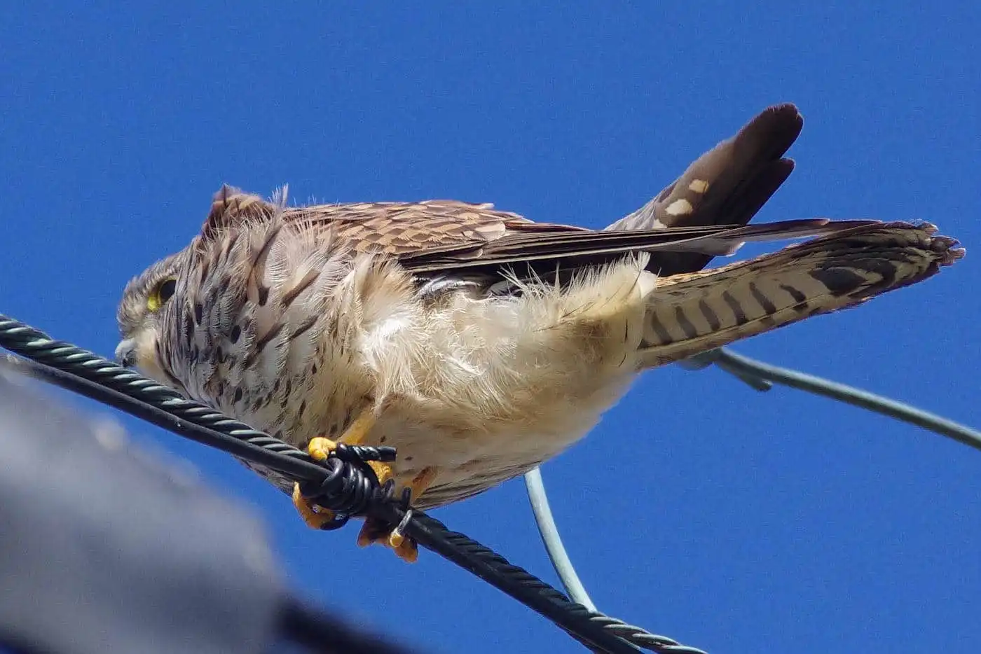 野鳥画像・チョウゲンボウの高解像ドアップ写真