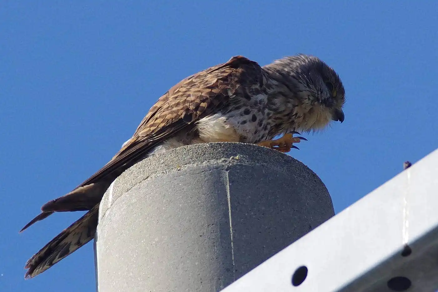 野鳥画像・チョウゲンボウの高解像ドアップ写真