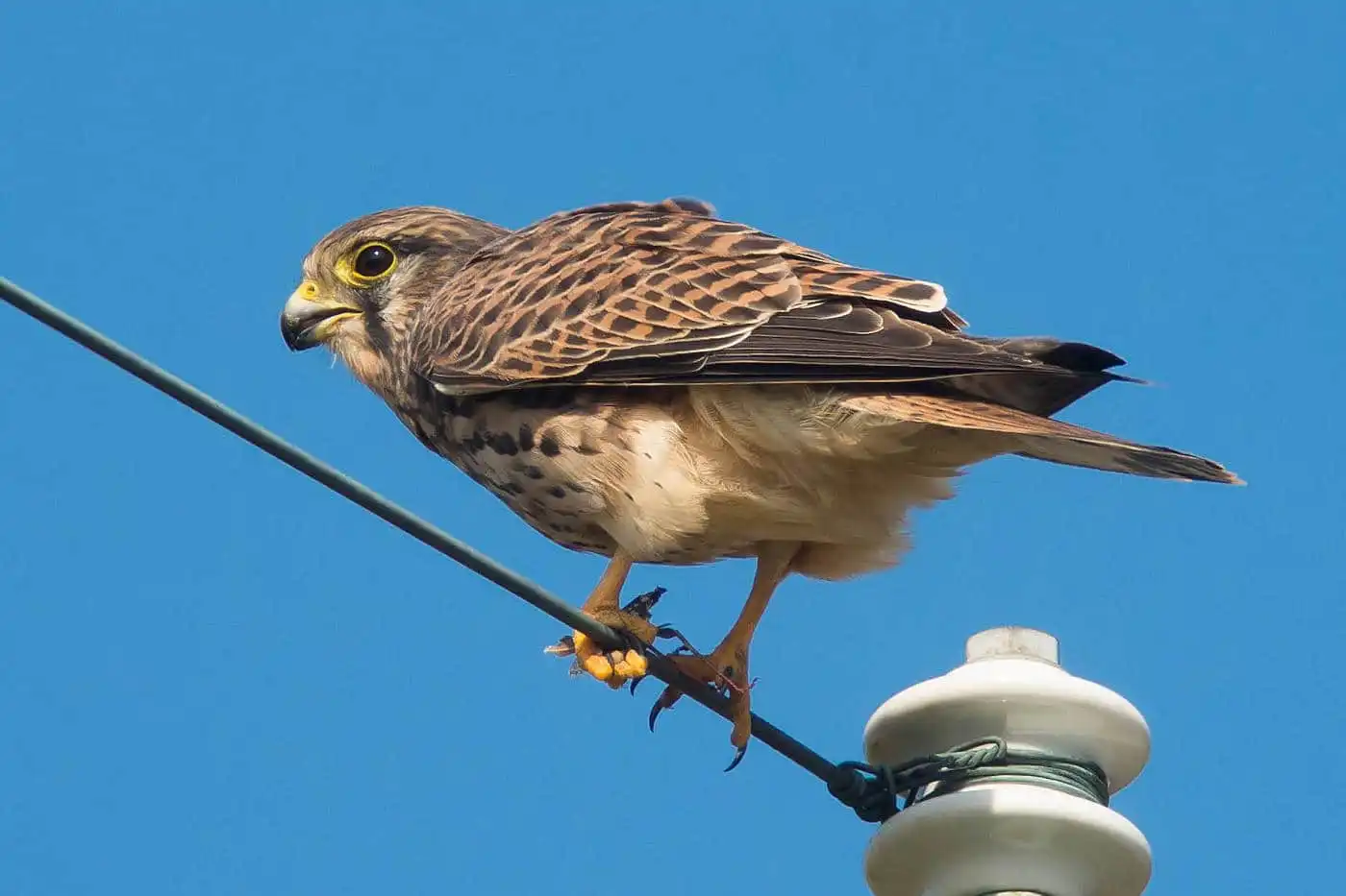 野鳥画像・チョウゲンボウの高解像ドアップ写真