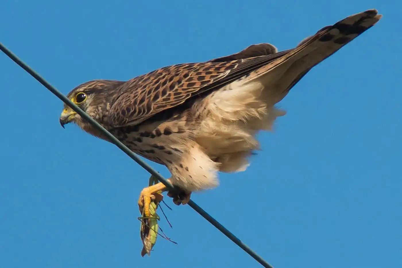 野鳥画像・チョウゲンボウの高解像ドアップ写真