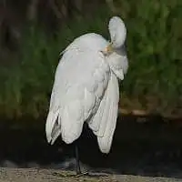 野鳥写真・チュウサギ