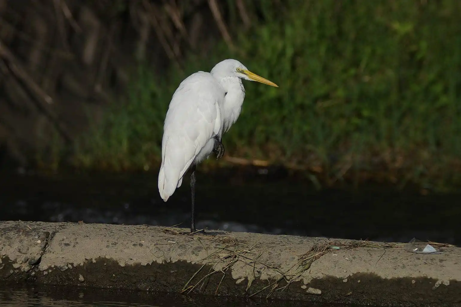 野鳥写真・チュウサギの写真