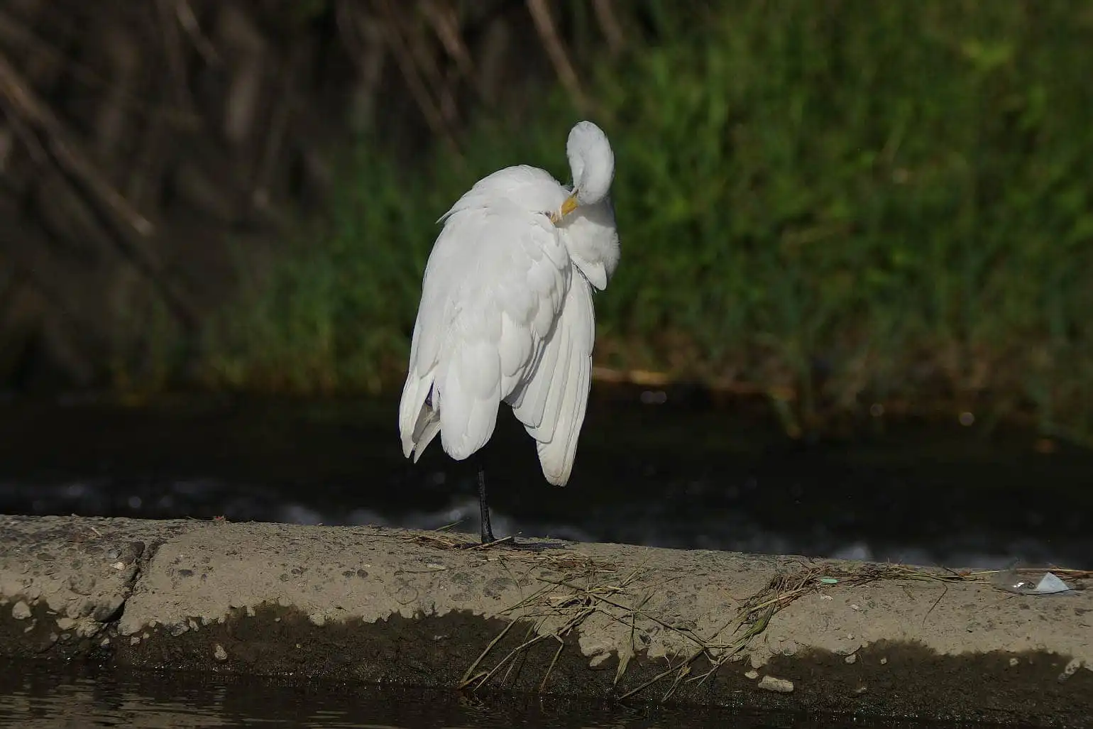 野鳥写真・チュウサギの写真