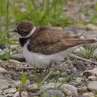 野鳥写真・コチドリ