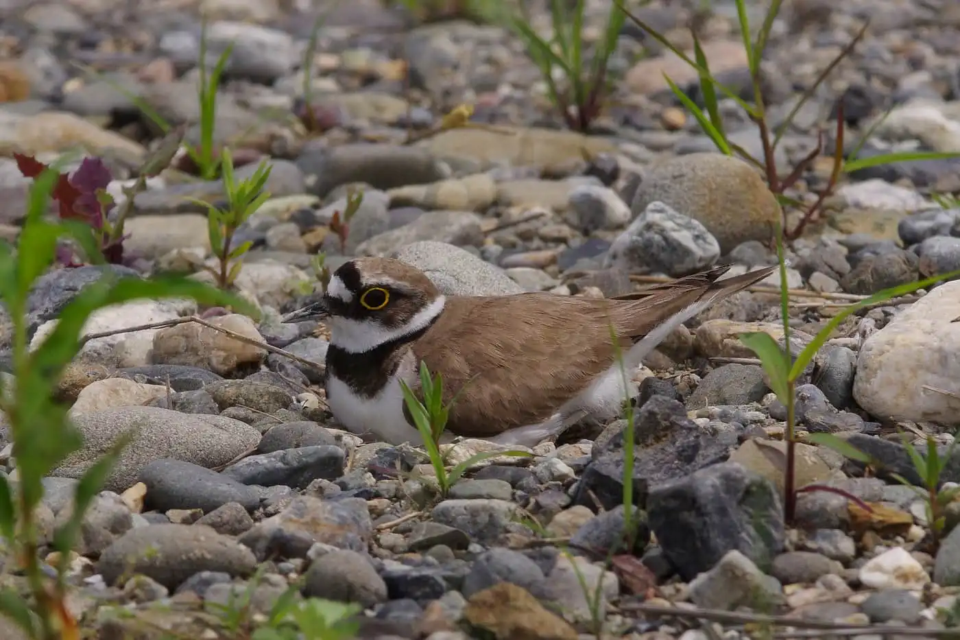 野鳥画像・抱卵中のコチドリの写真