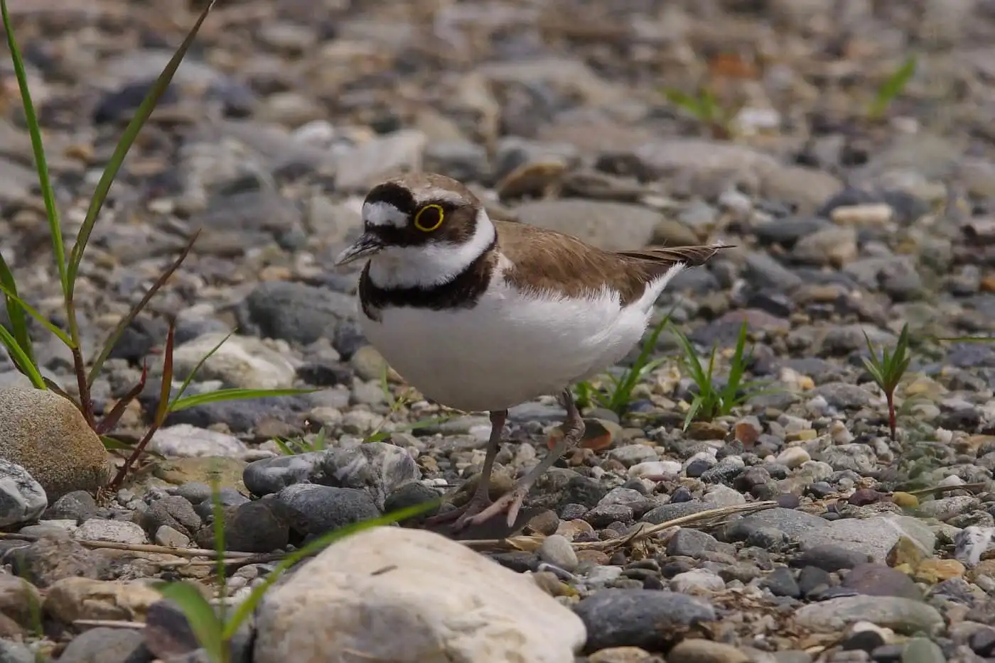 野鳥画像・抱卵中のコチドリの写真