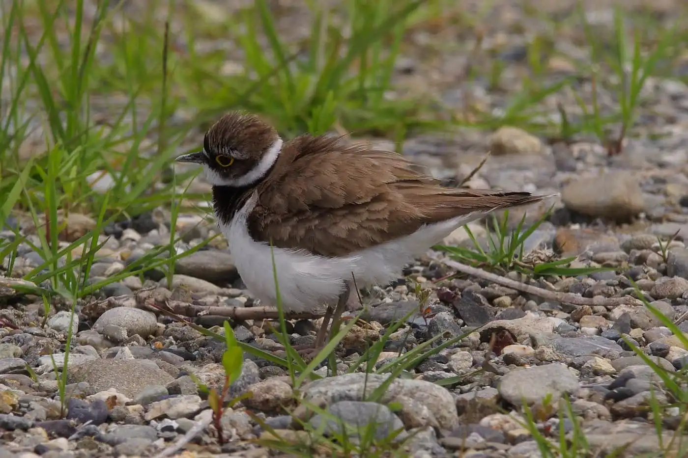 野鳥画像・抱卵中のコチドリの写真