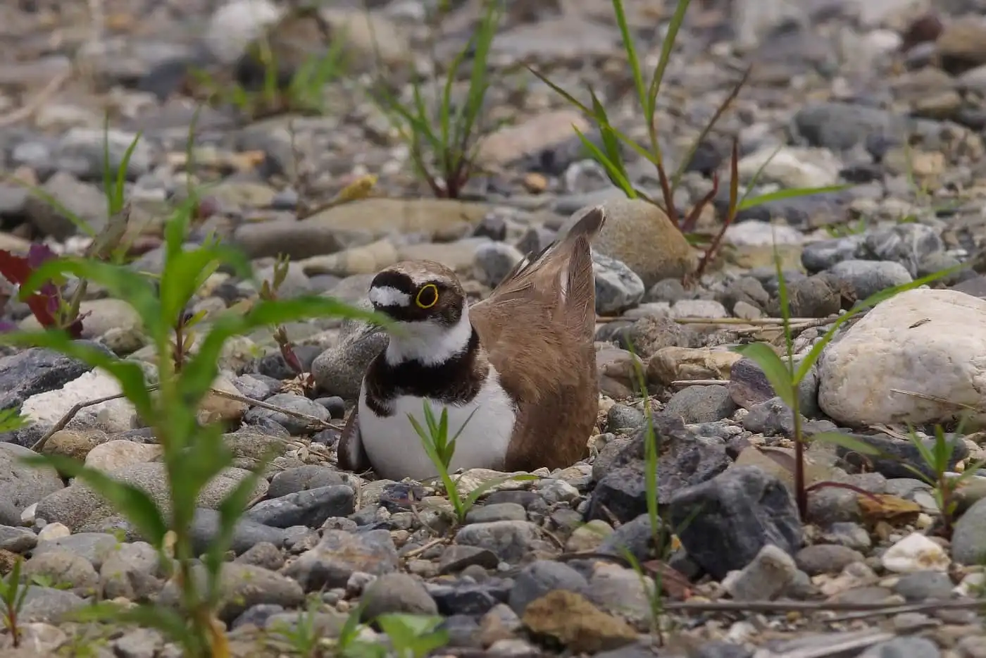 野鳥画像・抱卵中のコチドリの写真