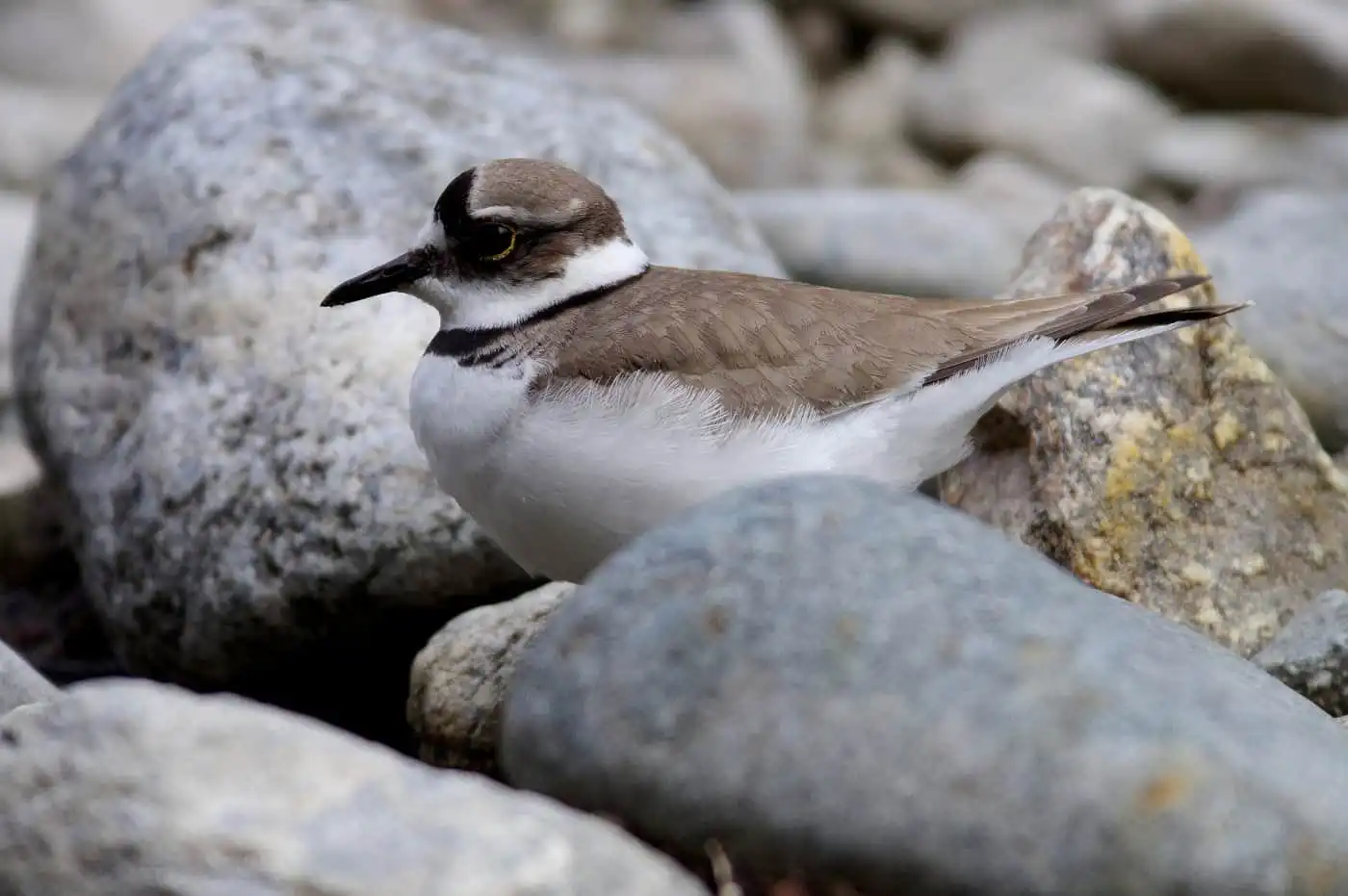 野鳥画像・ヤマセミ撮影の合間のコチドリの写真