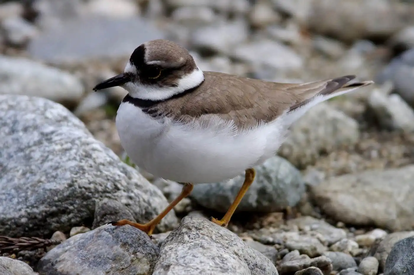 野鳥画像・ヤマセミ撮影の合間のコチドリの写真