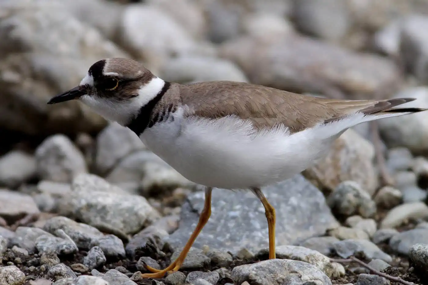野鳥画像・ヤマセミ撮影の合間のコチドリの写真
