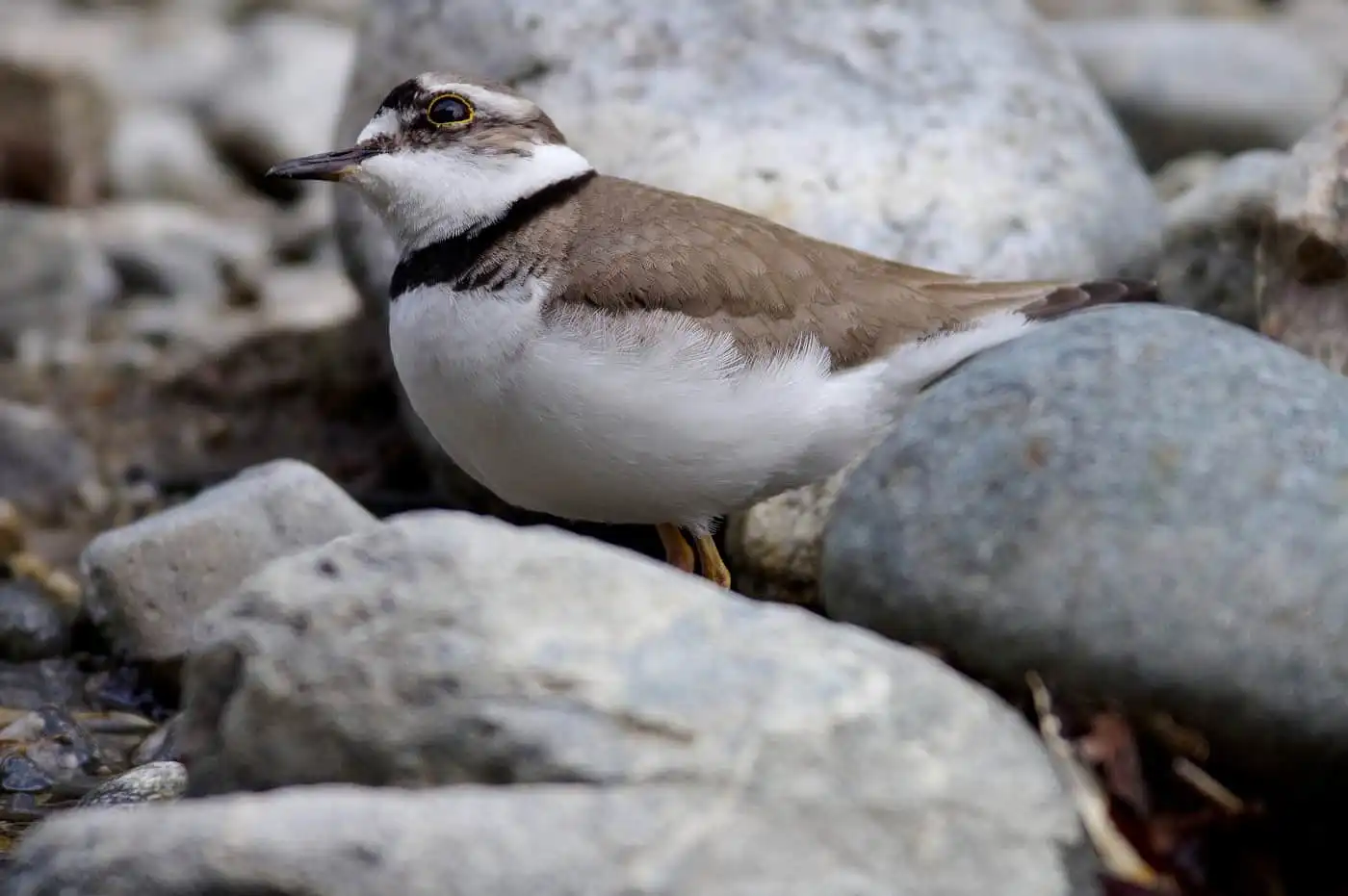 野鳥画像・ヤマセミ撮影の合間のコチドリの写真