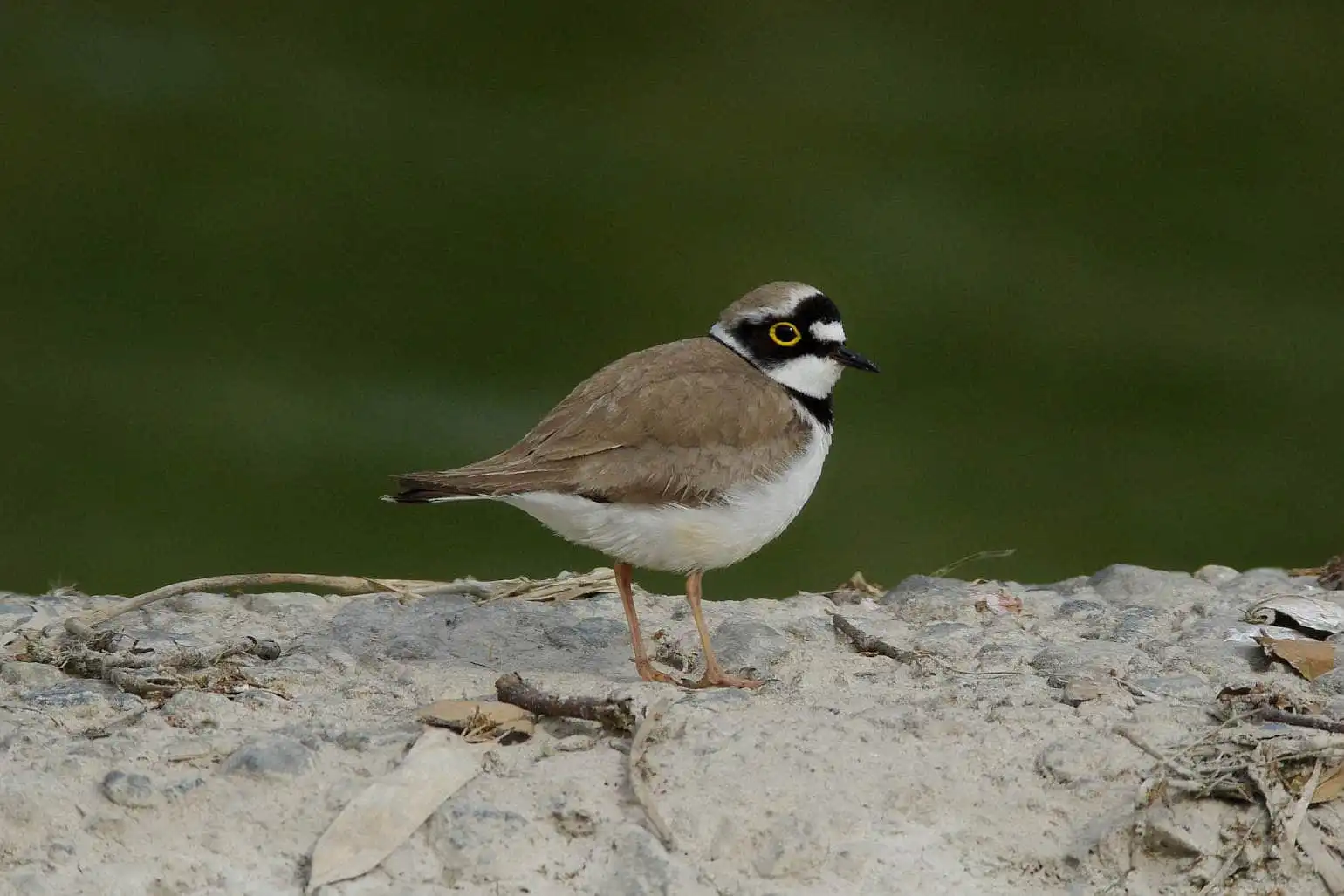 野鳥画像・堰堤でのコチドリの写真