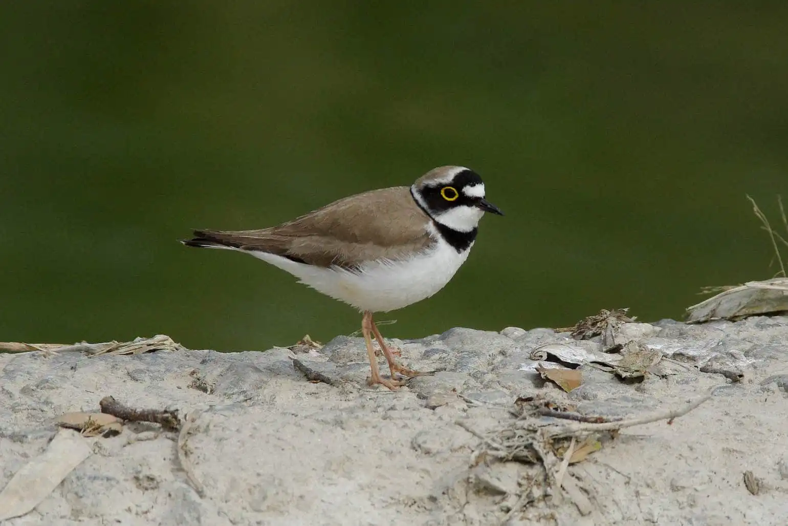 野鳥画像・堰堤でのコチドリの写真