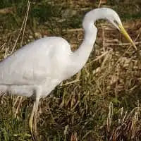 野鳥写真・ダイサギ